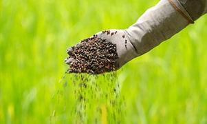 agricultor depositando fertilizante en el campo